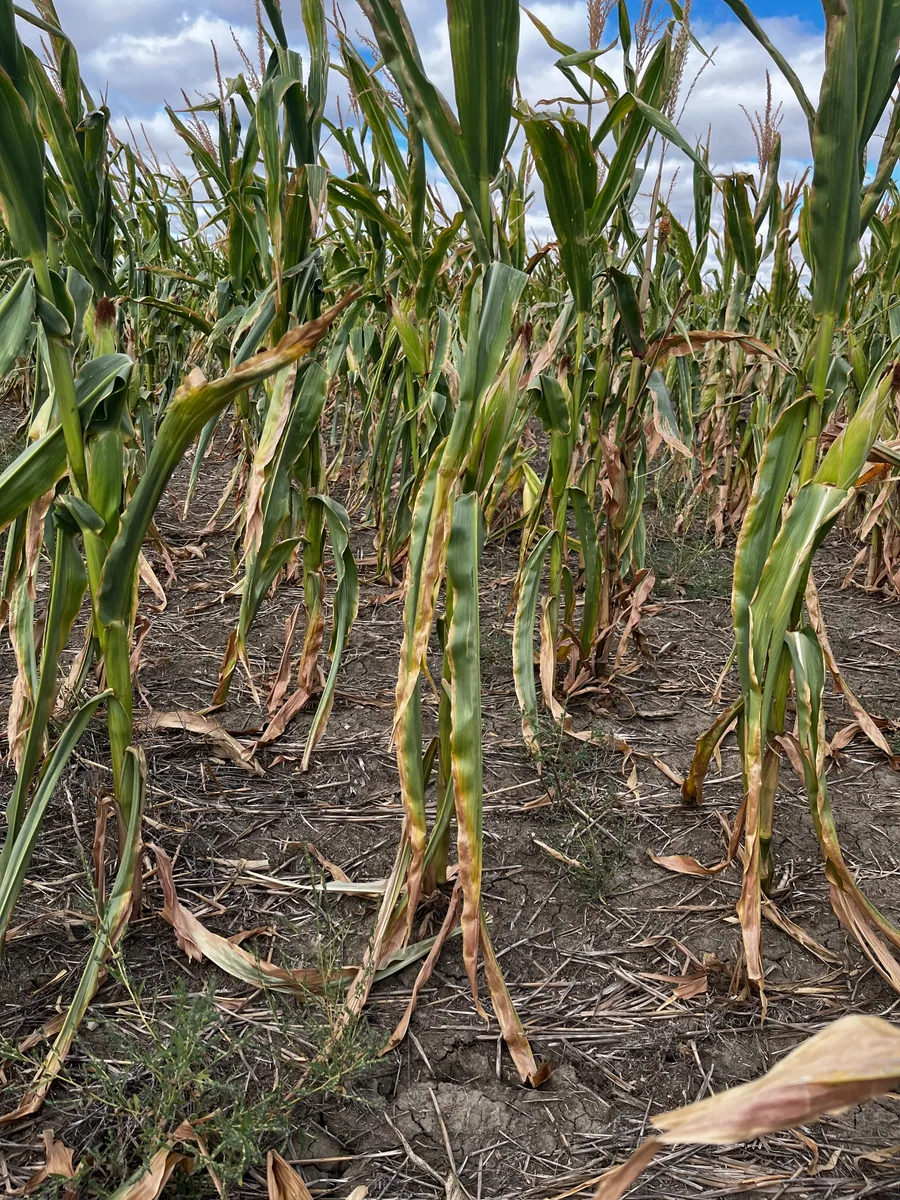 Young corn plants growing in a straight row after planting